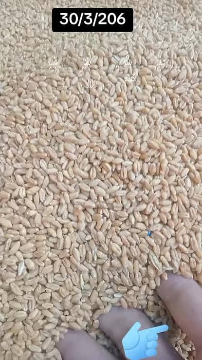ارجنٹ فروخت کے لیے گندم – 120 من 2