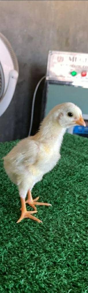 aseel hera chicken 1