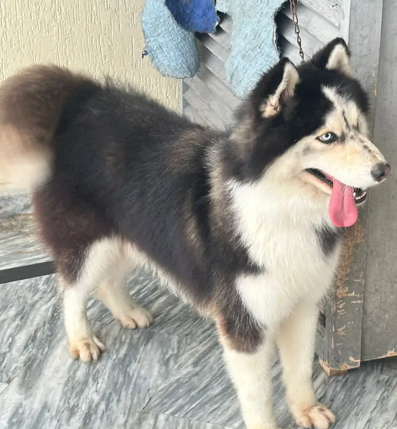 Husky Melamute Male — photo 2