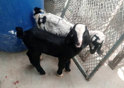 Goat kids (pair)   بکری کے بچے