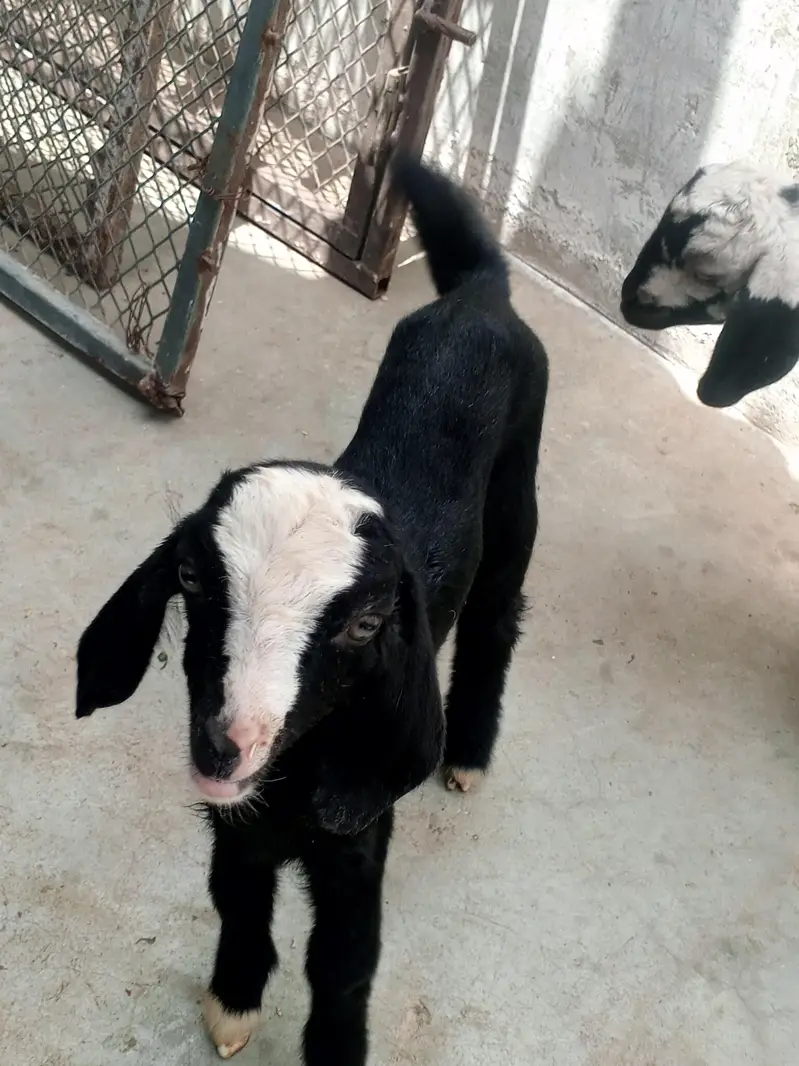 Goat kids (pair)   بکری کے بچے — photo 2