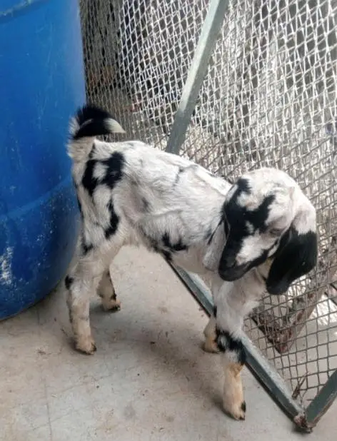 Goat kids (pair)   بکری کے بچے — photo 3