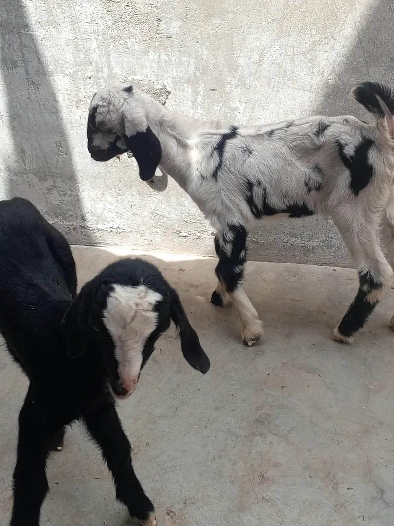 Goat kids (pair)   بکری کے بچے — photo 4
