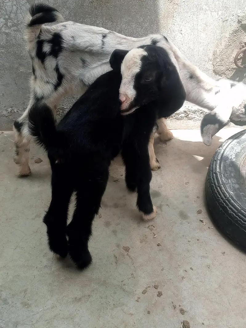 Goat kids (pair)   بکری کے بچے — photo 5
