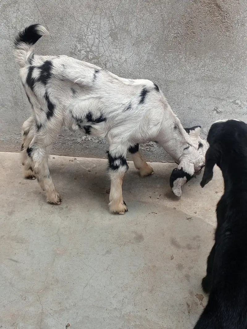 Goat kids (pair)   بکری کے بچے — photo 6