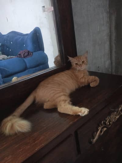 Persian cat