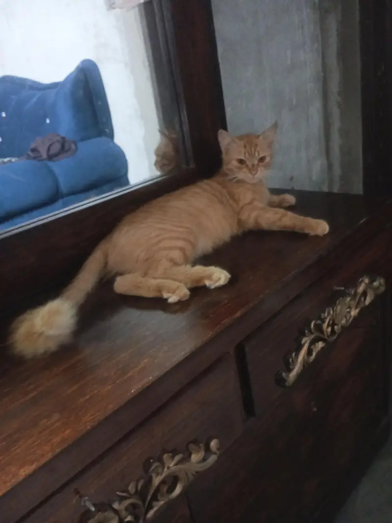 Persian cat — photo 2