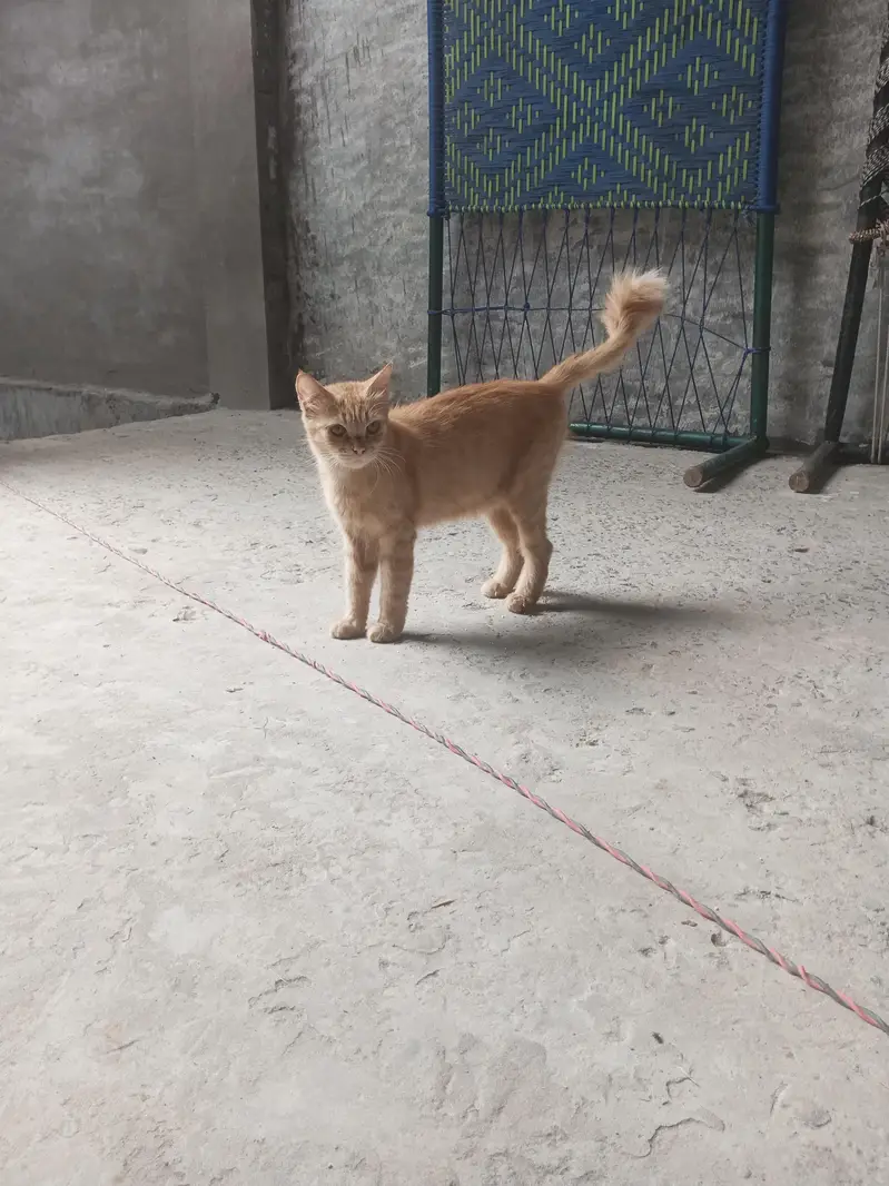 Persian cat — photo 3
