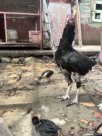Aseel hens with aeel chiks urgent sale