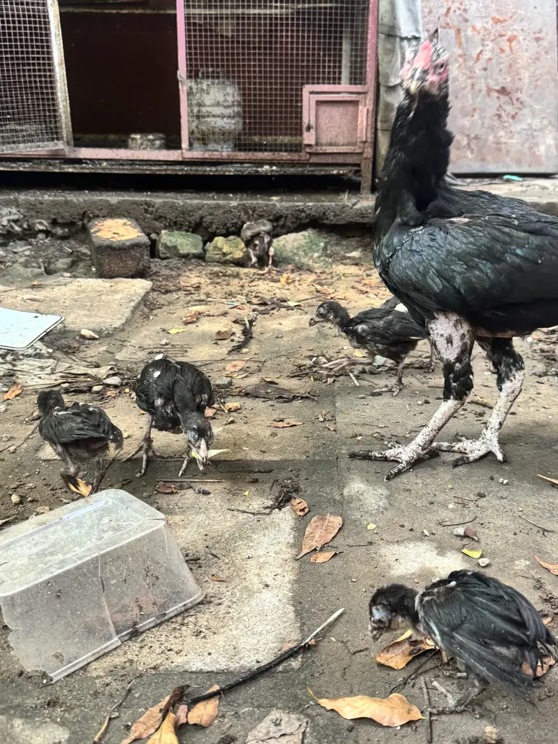Aseel hens with aeel chiks urgent sale — photo 2