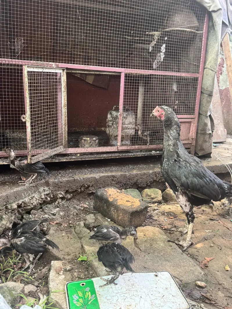 Aseel hens with aeel chiks urgent sale — photo 3