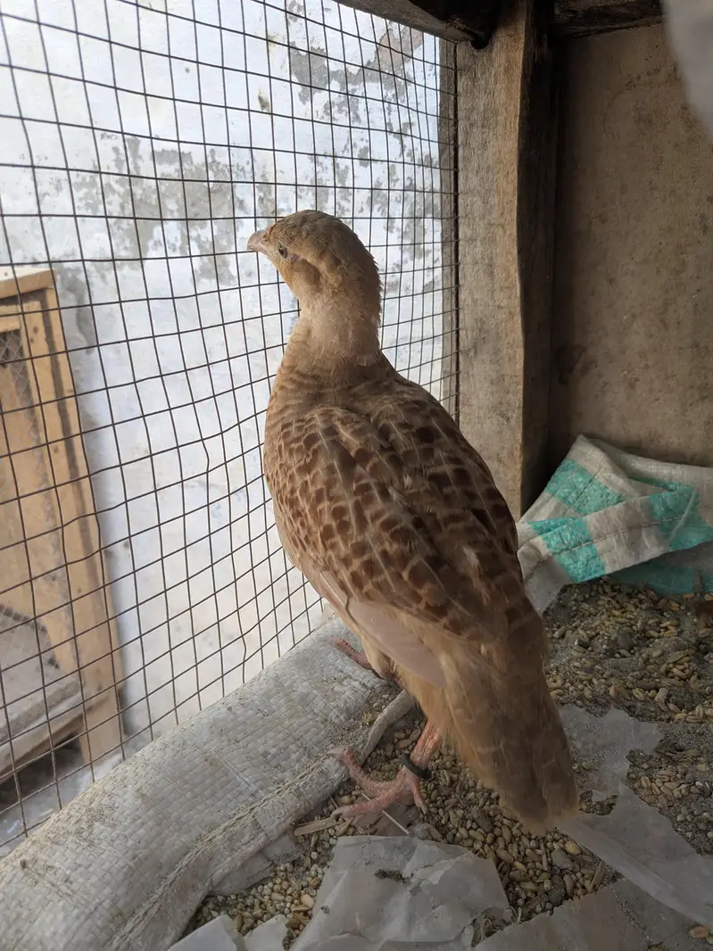 Irani teeter pair abhi patha ha male ka Khar bhi ay rhy ha 03296130514 — photo 4