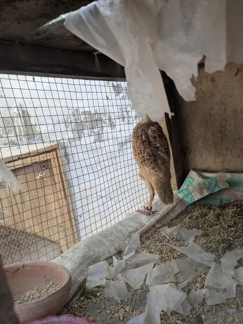 Irani teeter pair abhi patha ha male ka Khar bhi ay rhy ha 03296130514 — photo 7