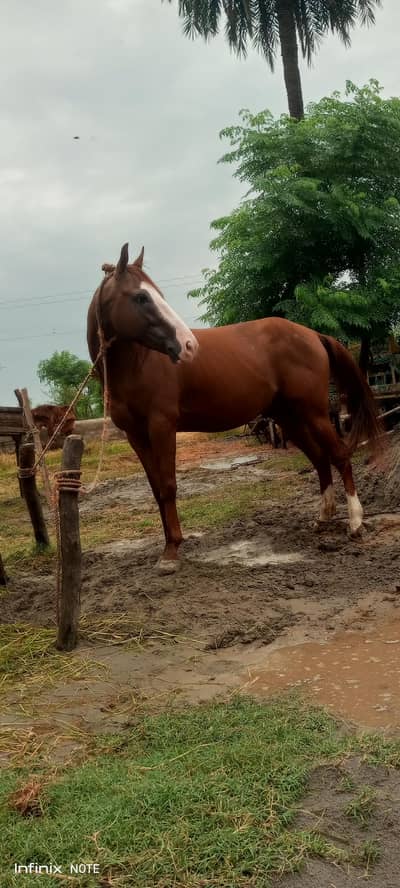 Desi mix breed horse