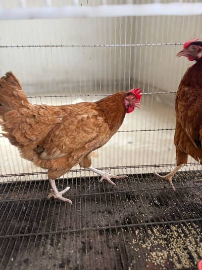 2 Healthy Egg-Laying Hens (Feed Par) – Pair Rs. 3,500
