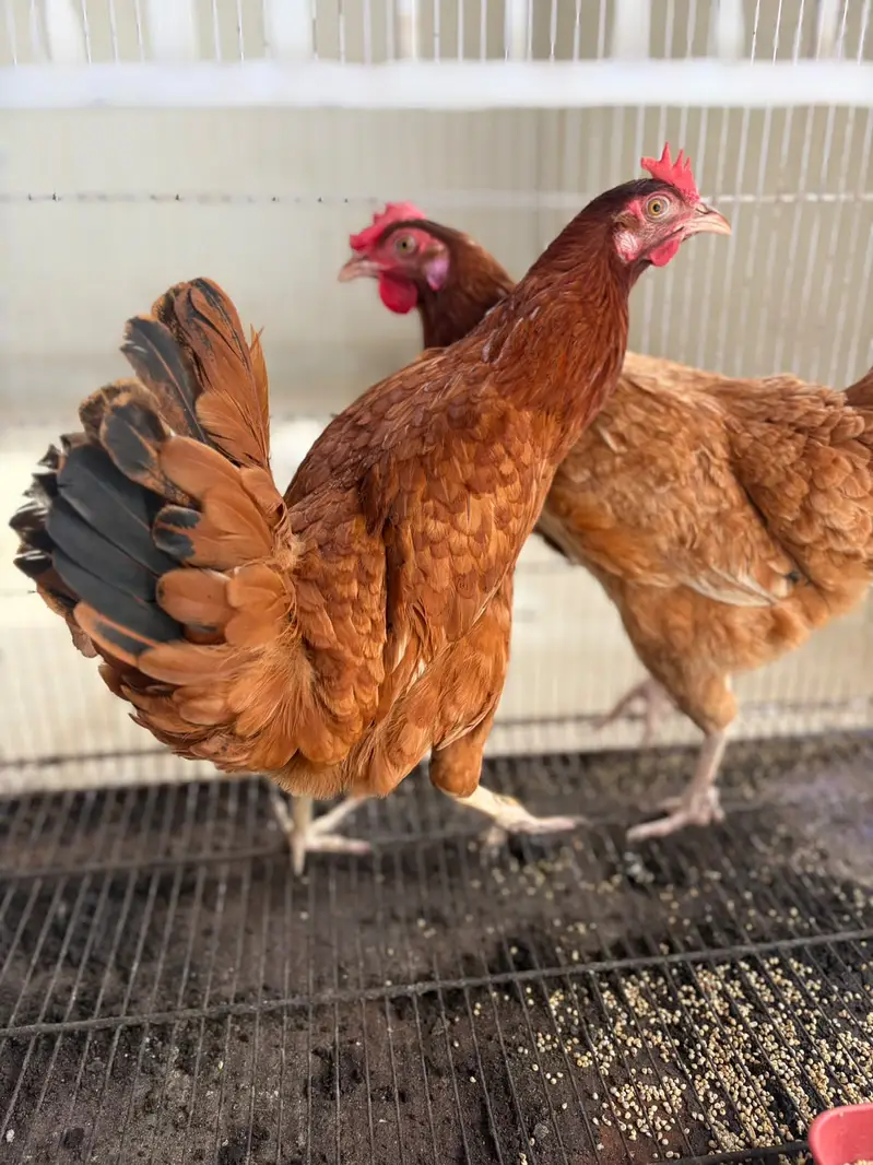 2 Healthy Egg-Laying Hens (Feed Par) – Pair Rs. 3,500 — photo 2