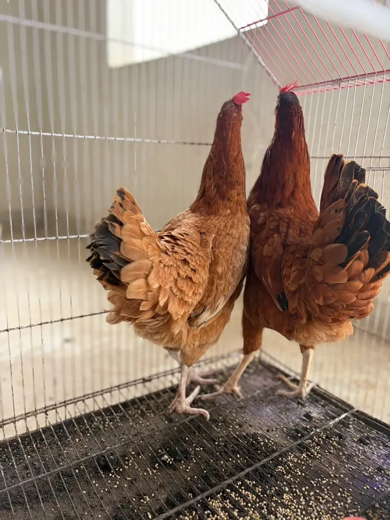2 Healthy Egg-Laying Hens (Feed Par) – Pair Rs. 3,500 — photo 3