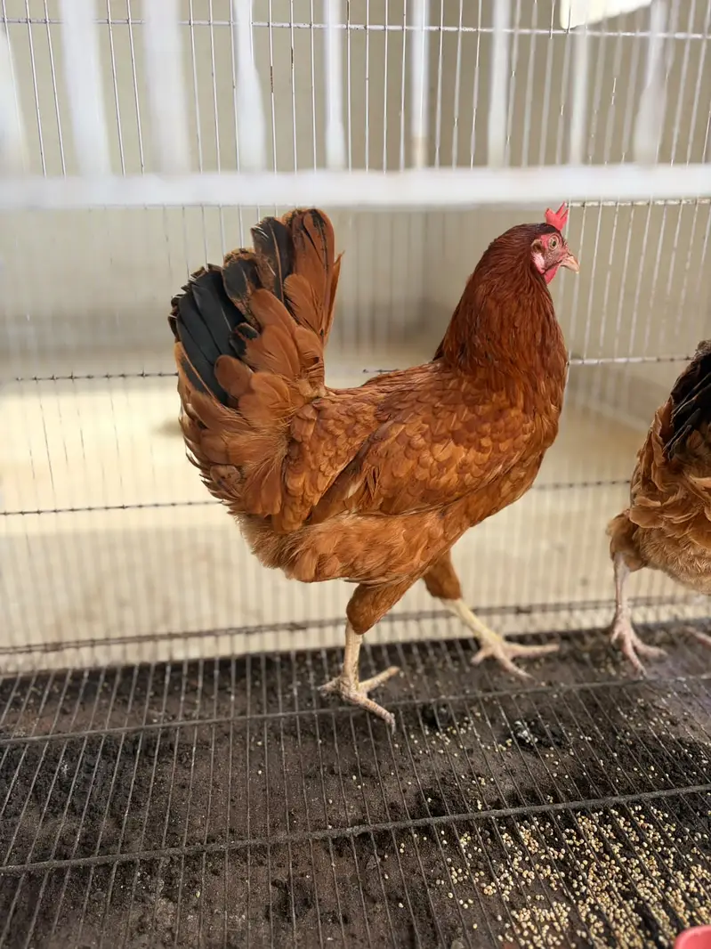 2 Healthy Egg-Laying Hens (Feed Par) – Pair Rs. 3,500 — photo 4