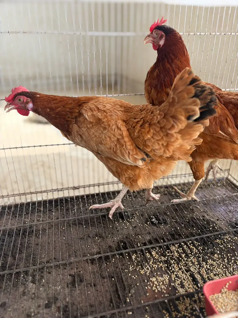 2 Healthy Egg-Laying Hens (Feed Par) – Pair Rs. 3,500 — photo 5