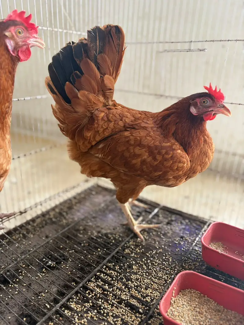2 Healthy Egg-Laying Hens (Feed Par) – Pair Rs. 3,500 — photo 6