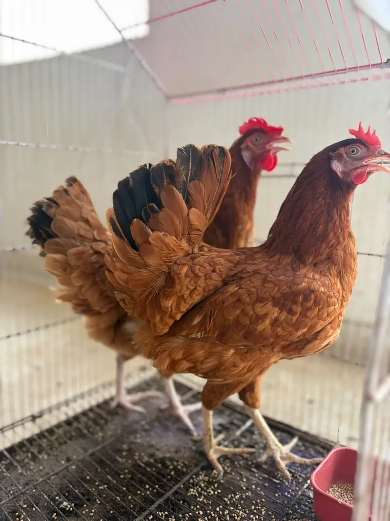 2 Healthy Egg-Laying Hens (Feed Par) – Pair Rs. 3,500 — photo 7
