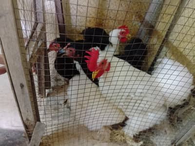 5-6 months old betum including 2 cocks and 3 hens completly healthy