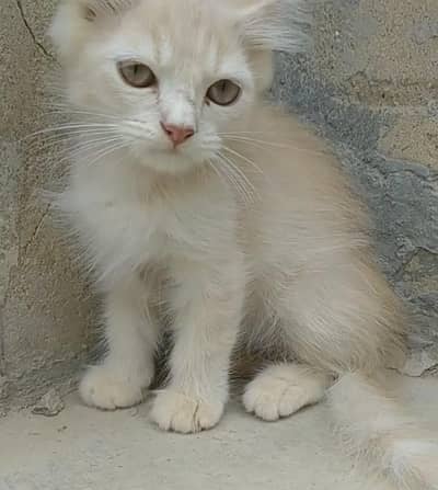 Persian cat