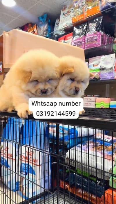 chow chow puppy fore sale