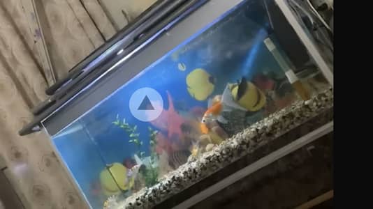 Aquarium with fishes