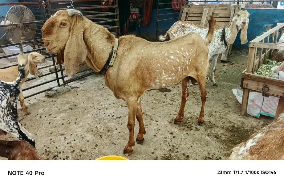 Makhi cheena breeder bakra — photo 3