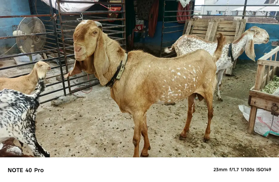 Makhi cheena breeder bakra — photo 4