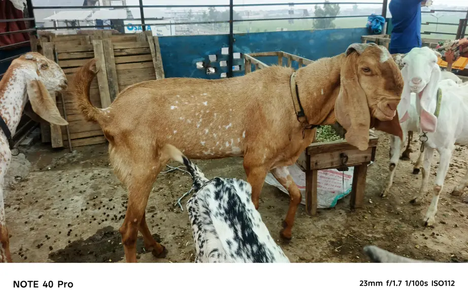 Makhi cheena breeder bakra — photo 5