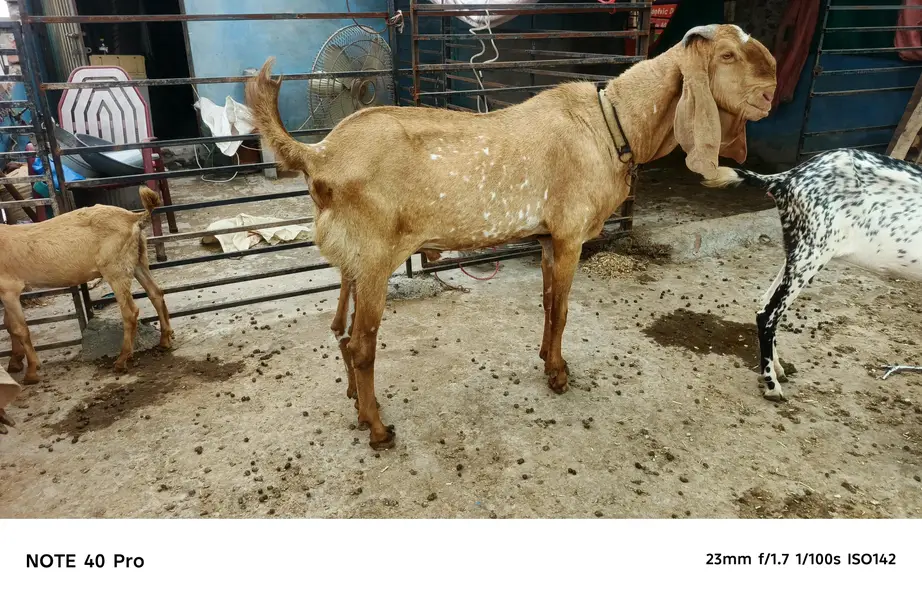 Makhi cheena breeder bakra — photo 6