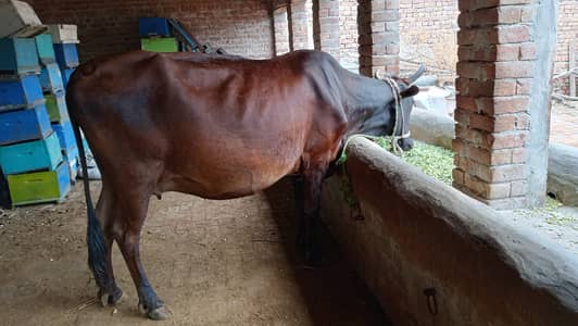Ready cow urgent for sale
