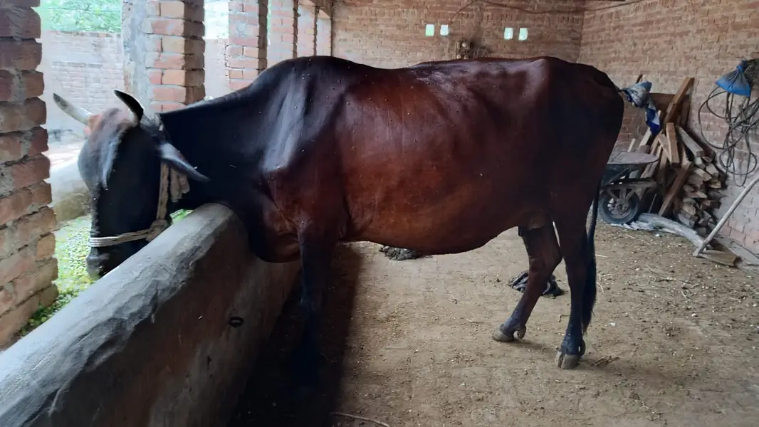 Ready cow urgent for sale — photo 2