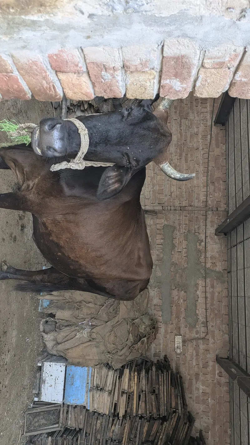 Ready cow urgent for sale — photo 3