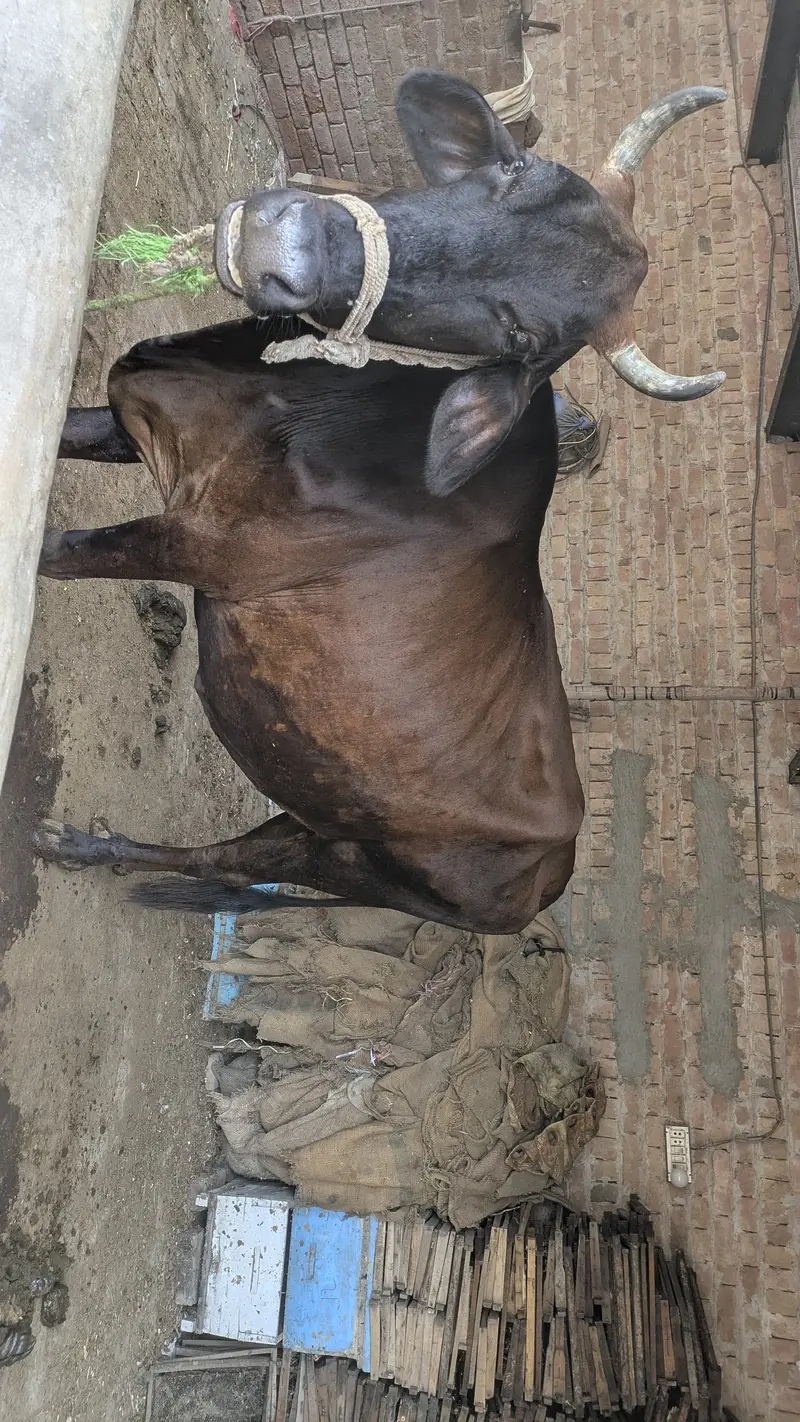 Ready cow urgent for sale — photo 4