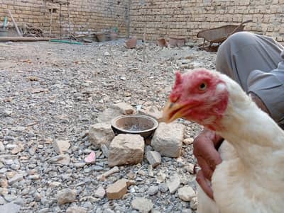 Heera Aseel madi