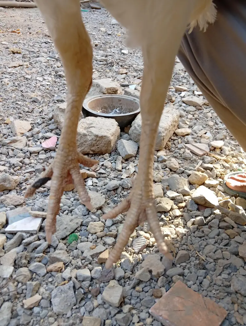 Qandhari Heera Aseel madi — photo 2