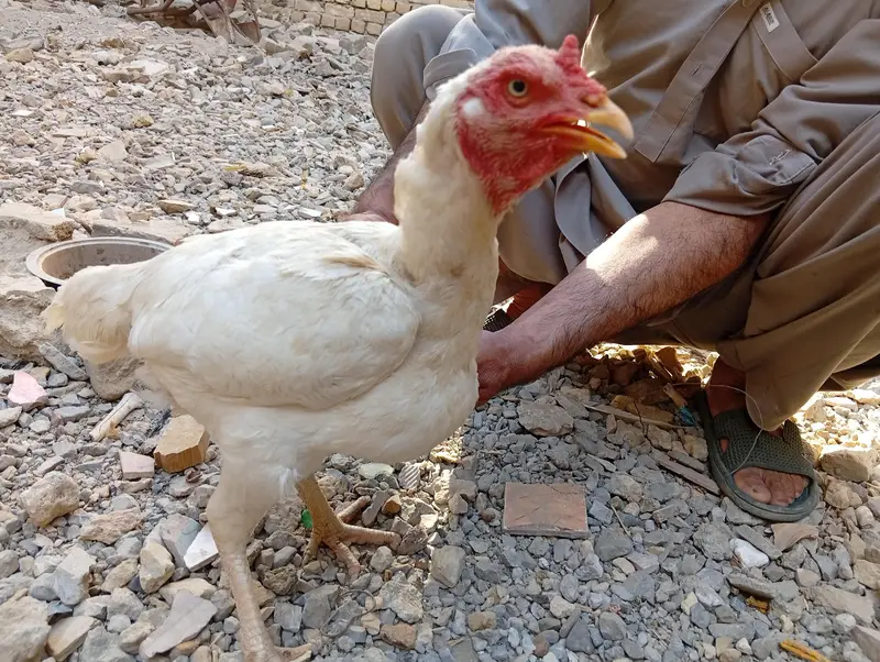 Qandhari Heera Aseel madi — photo 3