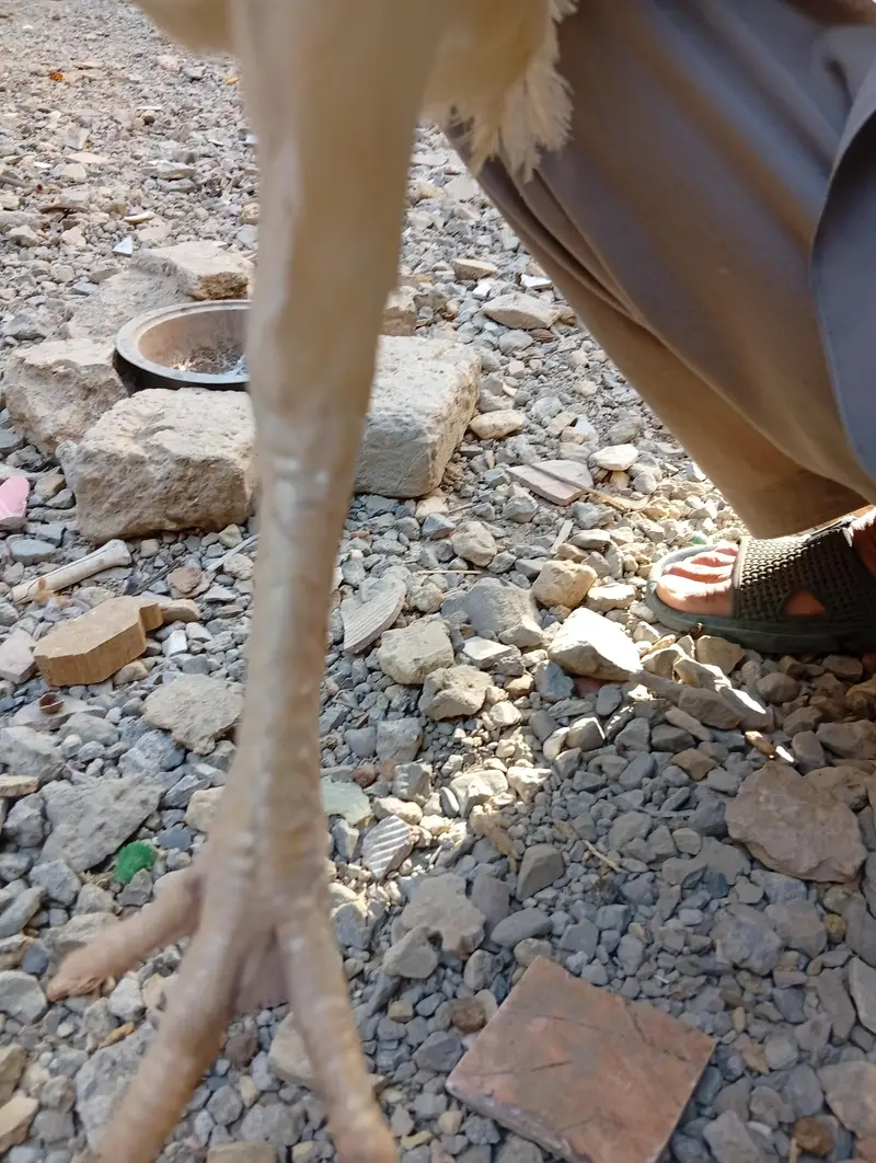 Qandhari Heera Aseel madi — photo 4