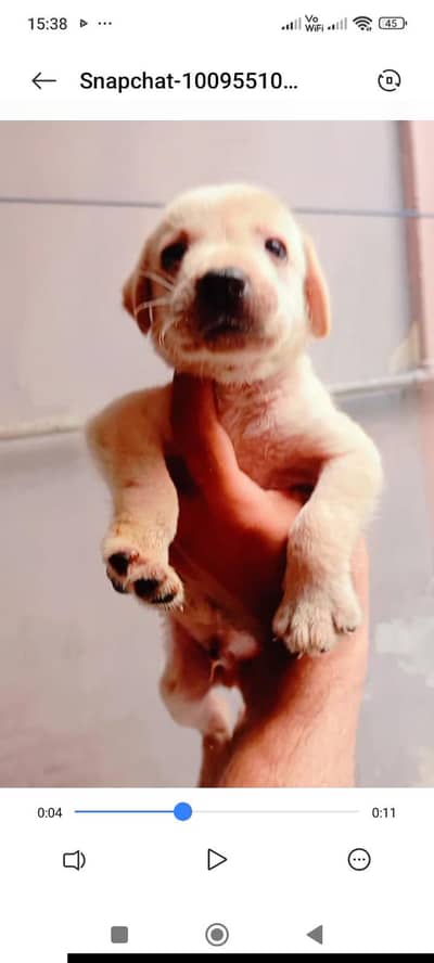 labador male for sale