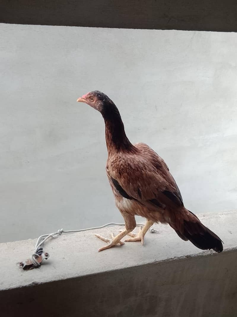 Aseel hens 0