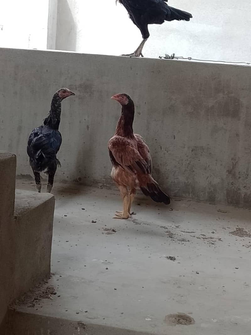 Aseel hens 1
