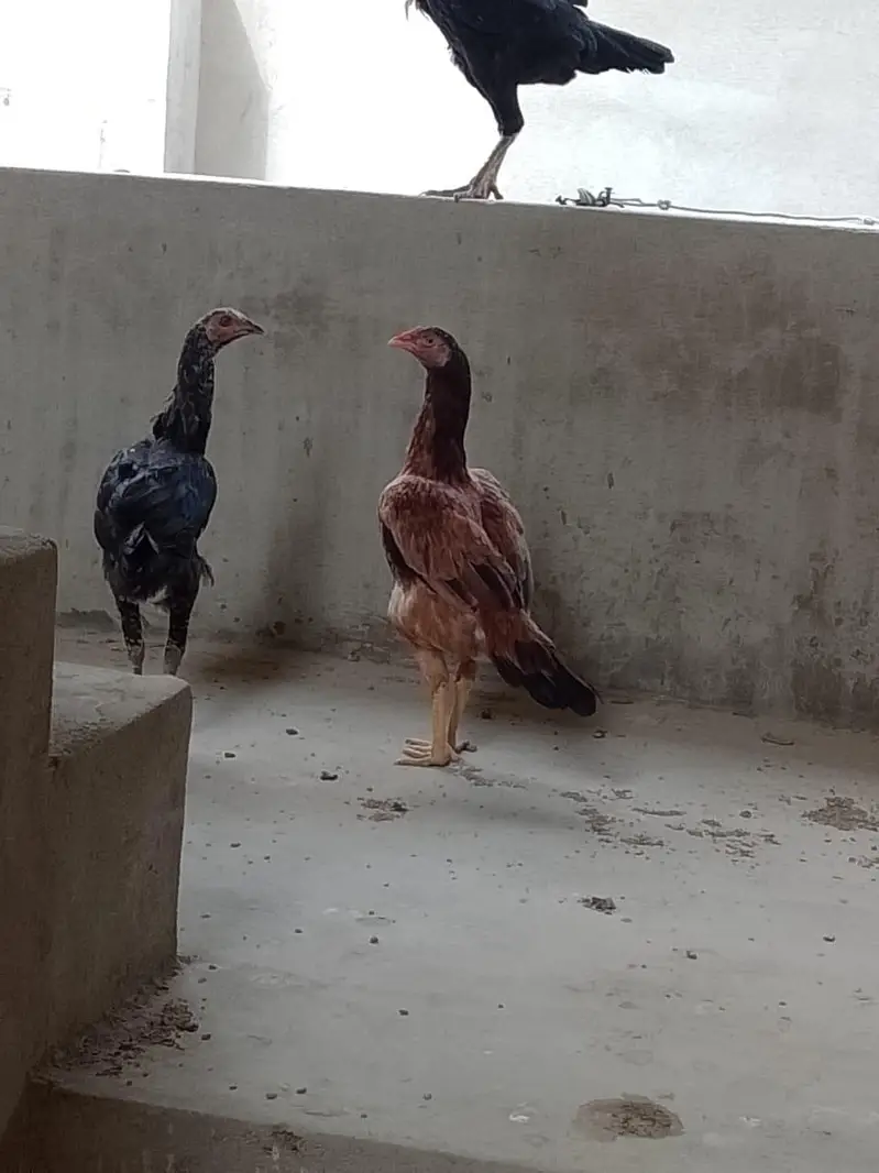 Adeel hens — photo 2