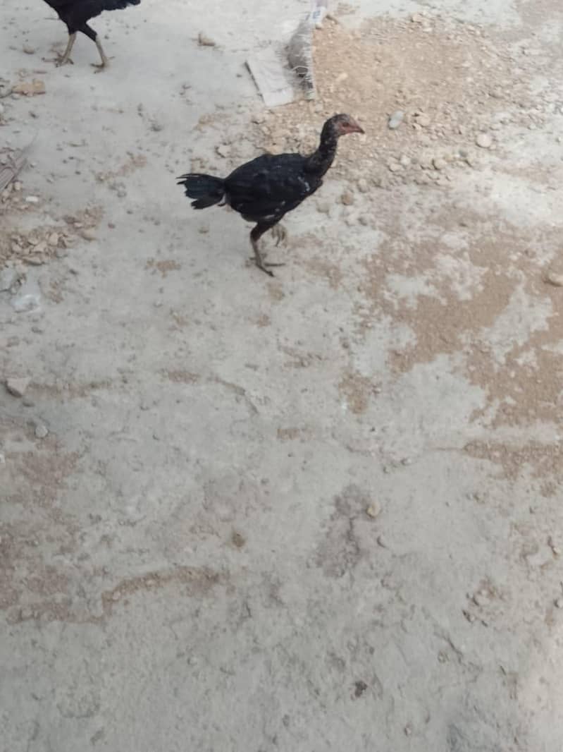 Aseel hens 2