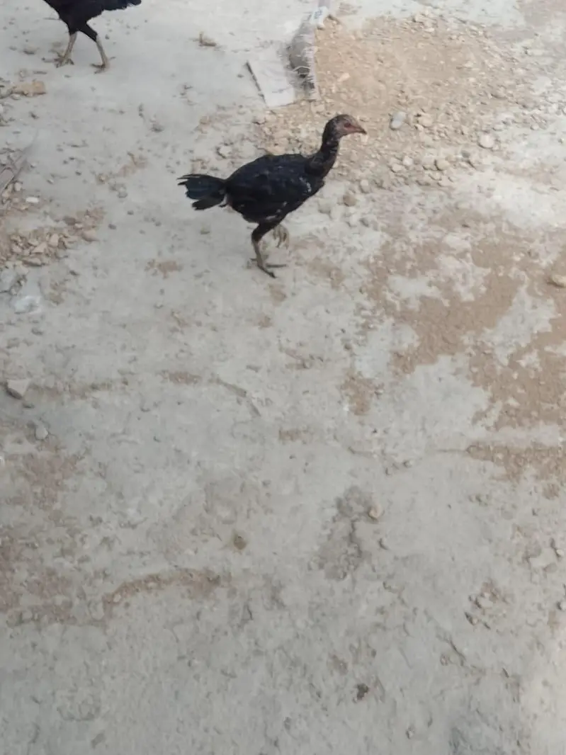 Adeel hens — photo 3