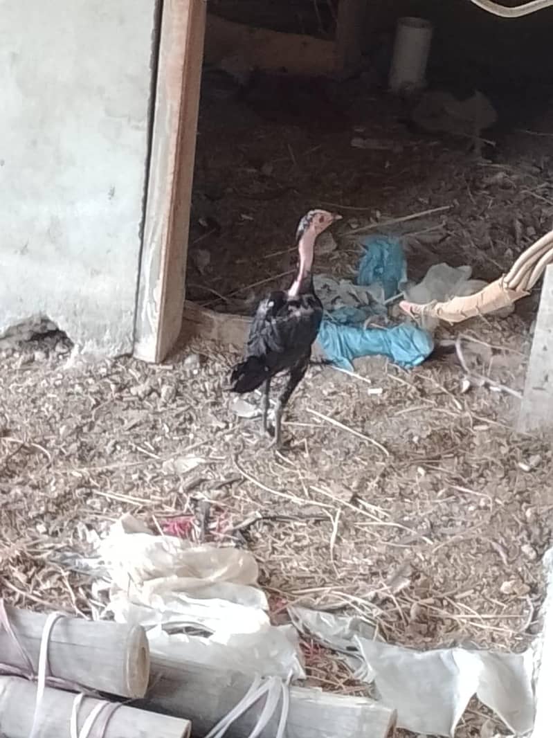 Aseel hens 3