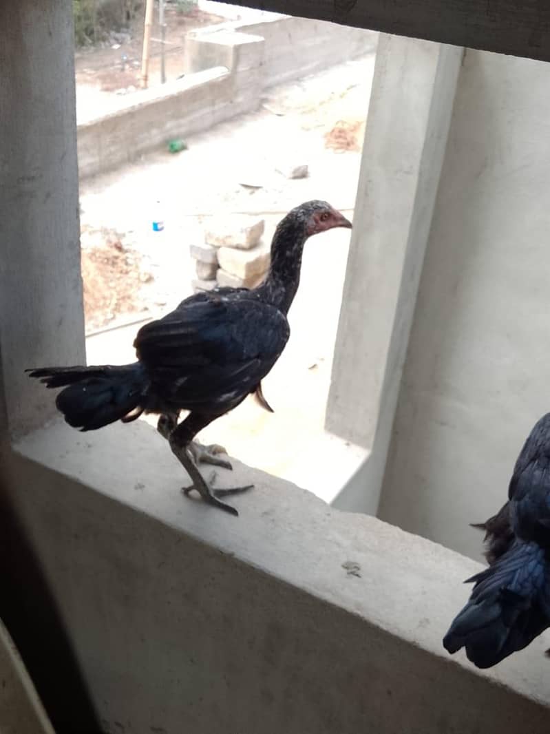 Aseel hens 4