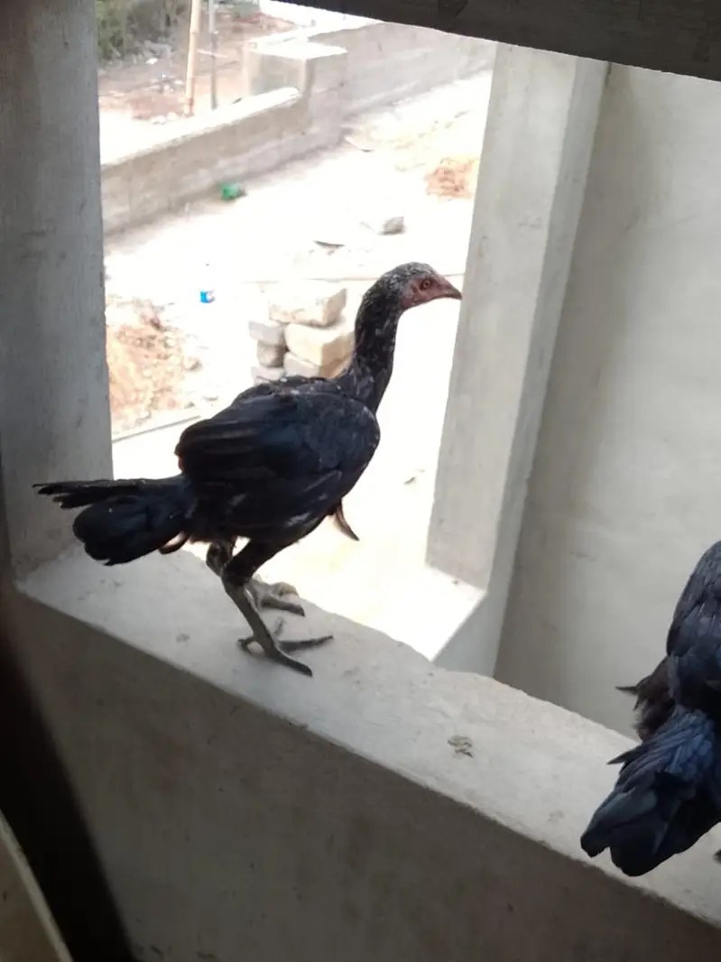 Adeel hens — photo 5